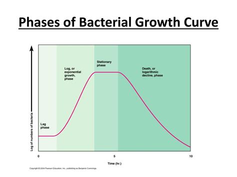 PPT - Bacterial Growth PowerPoint Presentation, free download - ID:1563981