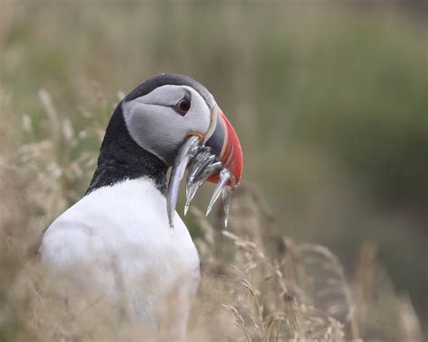 Atlantic Puffin | Fish for Breakfast