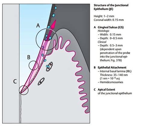 Gingival Sulcus Histology