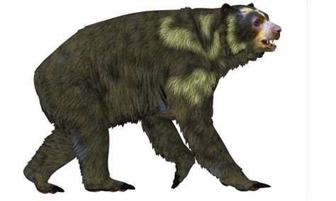 This Ancient Bear Towered Over Polar Bears and Was One of the Largest Ever - Wiki Point