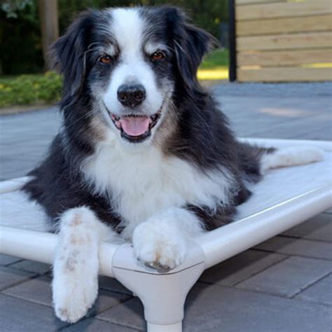 Kuranda® | Elevated, Indestructible & Large Dog Beds