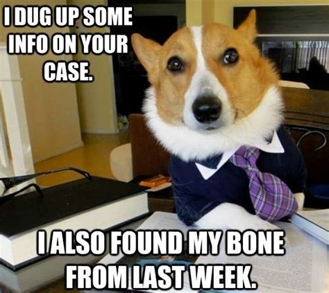 Detective Dog Meme | Dog memes, Funny dog memes, Lawyer jokes