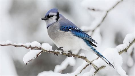 25 Perfectly Captured Photos Of Animals in Snow - Snow Addiction - News about Mountains, Ski ...