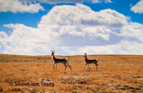 Wild animals in Tibet | Tibet Wildlife Tour | SnowLion Tours