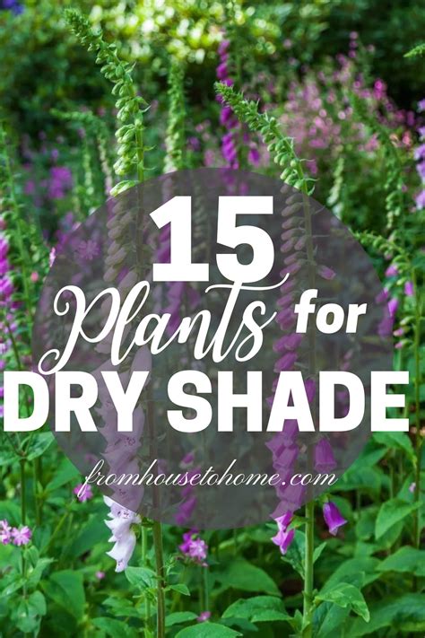 Dry Shade Plants (15 of the Best Perennials and Shrubs For Dry Shade ...