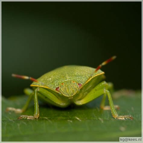 Green leaf bug | Kees Guequierre | Flickr