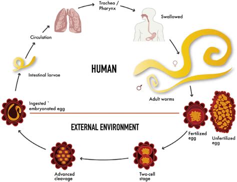 Ascaris Lumbricoides Life Cycle Life Cycle Ascaris Lumbricoides Part | Images and Photos finder