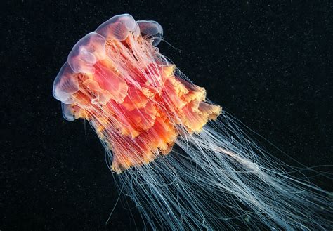 Picture of the Day: The Lion’s Mane Jellyfish «TwistedSifter