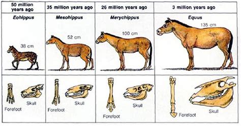 Picture | Horses, Prehistoric world, Horse breeds