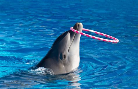 Dolphins That Remind Us Never To Stop Playing | HuffPost