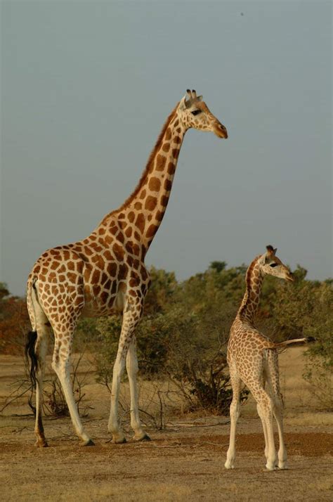 Northern giraffe: Giraffa camelopardalis - Giraffe Conservation Foundation