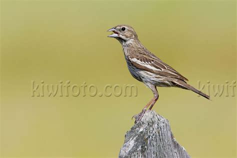 Lark Bunting Pictures and Photos - Photography - Bird | Wildlife ...