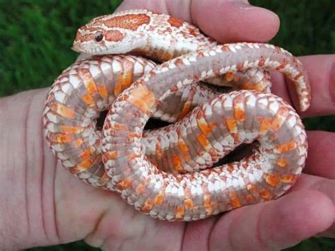 18 Cool Hognose Snake Morphs With Pictures