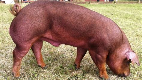 Duroc Pigs | Well-Muscled Calm Temperament - YouTube | Pig breeds, Pig farming, Hog pig