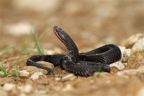 Facts About Adders | Live Science