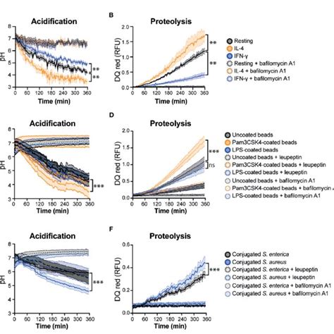 Real-time multiplex phagosome acidification and proteolysis analysis in... | Download Scientific ...