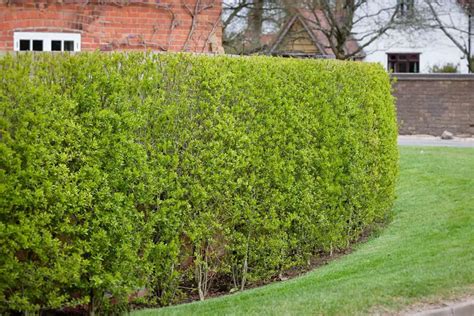 5 Fast Growing Evergreen Shrubs for Screening - Plantglossary