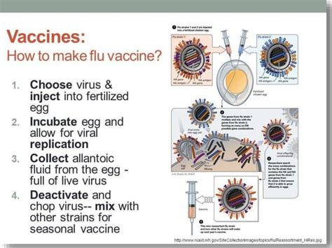 Orthomyxovirus - Morphology and laboratory diagnosis | PPT