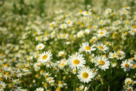 Blooming wild camomile flowers in the ... | Stock image | Colourbox