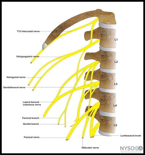 Lumbar Plexus Block - NYSORA The New York School of Regional Anesthesia