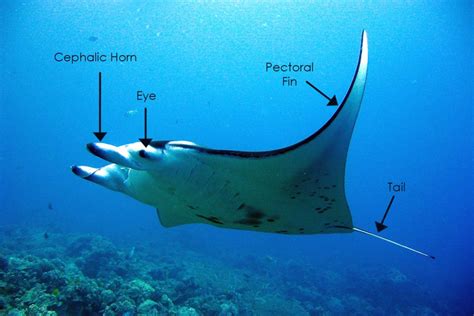 The Anatomy of Manta Rays - Manta Ray Advocates Hawaii