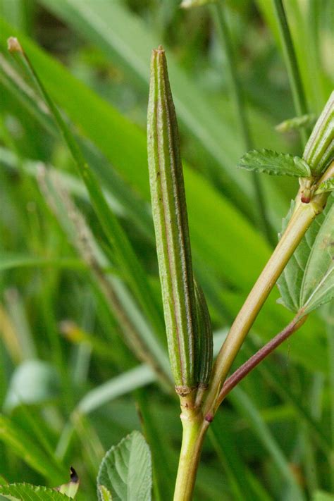 Flora of Zimbabwe: Species information: individual images: Corchorus olitorius