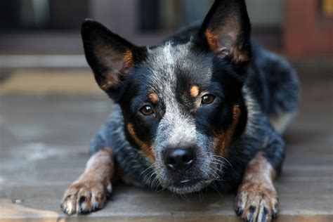 Mini Blue Heeler: A Dog You Don't See Every Day