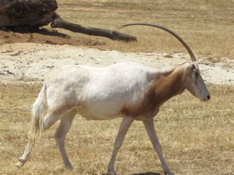 Features and Habitat of Scimitar-horned oryx - NYK Daily