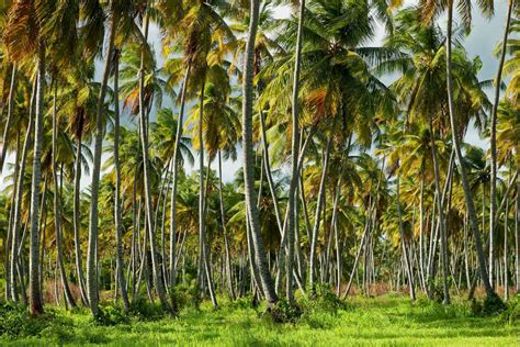 How Environmentally Friendly Is Coconut Oil?