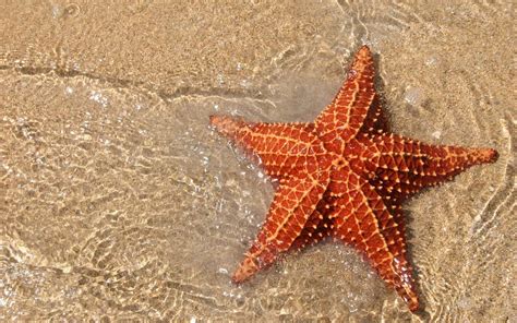 Star Sea 5 Stages of Life Cycle in Brief - DeepOceanFacts.com