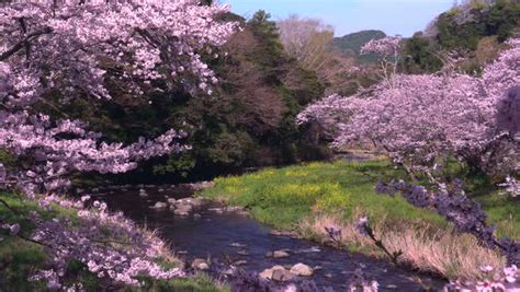 Cherry blossoms at Matsuzaki, Shizuoka Prefecture, Japan - Stock Video ...