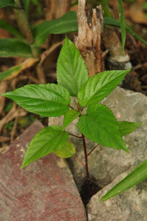 Herba: Pokok Butang Baju Merah/ Kancing Baju