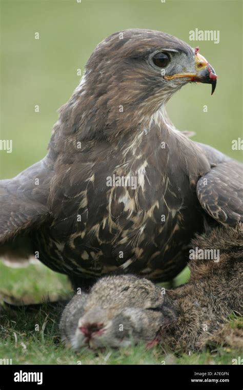 Buzzard guarding its prey Stock Photo - Alamy