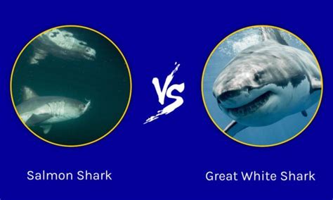 Salmon Shark vs. Great White Shark: 3 Differences & Who Wins in a Fight ...