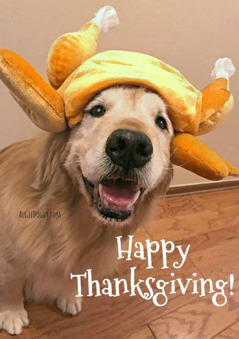 Happy Thanksgiving from Ti! #goldenRetriever | Funny dog memes, Dog ...