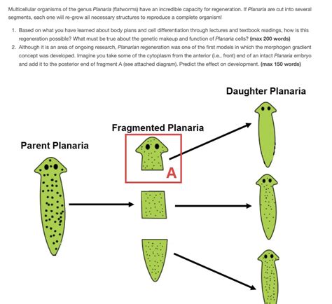 Flatworms Reproduction