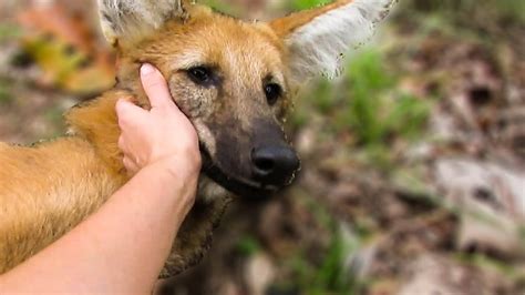 Feeding the rescued Maned Wolves (Chrysocyon brachyurus) - YouTube