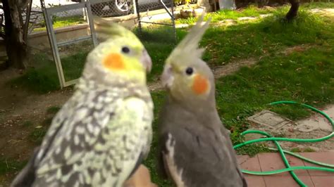 Cockatiel flying outside - YouTube