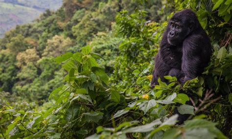 Bwindi Impenetrable National Park | Uganda Gorilla Tours