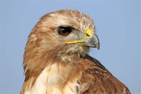 Hawks In Michigan: 9 Species You've Just Got To See