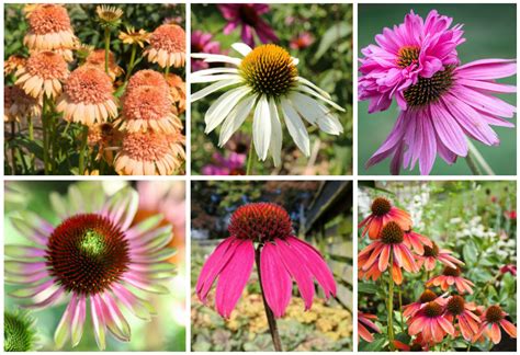 18 Different Types of Coneflowers (Echinacea) - Garden Lovers Club