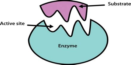 What is the molecule on which an enzyme acts?