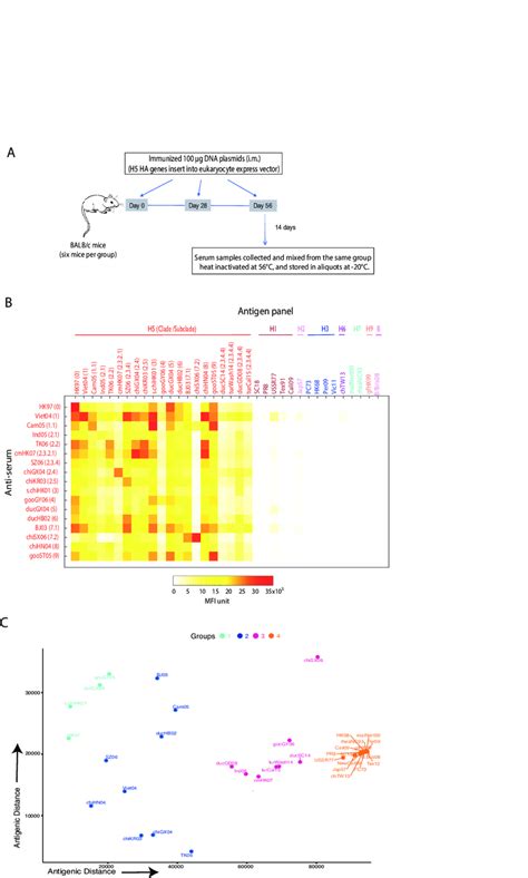 Fig. S2. Antigenic cartography is generated with a mouse DNA ...