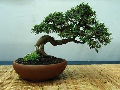 Selecting the Right Bonsai Pot for your Tree | Bonsai tree, Bonsai tree types, Bonsai pots