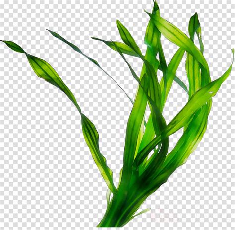 Seaweed Clipart Seagrass Cartoon Seaweed Png Download Full Size | Images and Photos finder