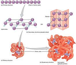 Protein folding - Wikipedia