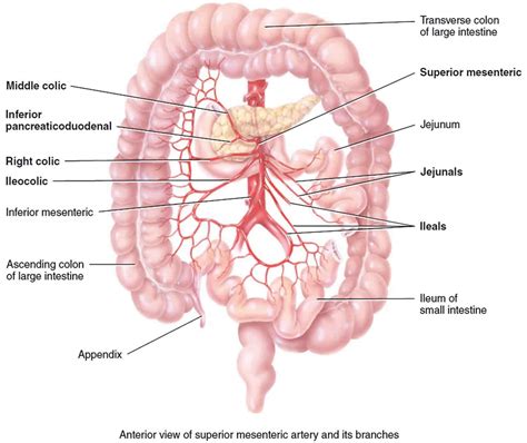 Mesenteric artery anatomy, function, branches & mesenteric artery ischemia