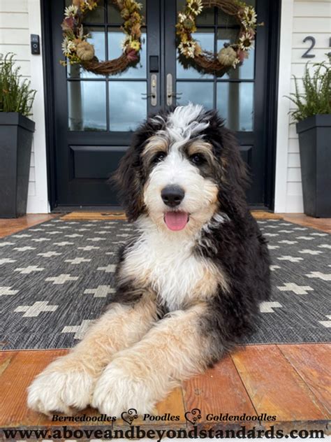 Tricolor F1 & F1B Bernedoodle Puppies For Sale in North Carolina by ...