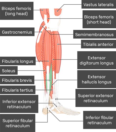 Peroneus Longus And Brevis