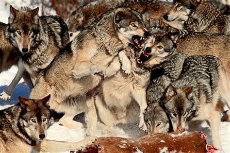 Gray Wolves, Quebec, Canada - Art Wolfe